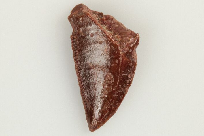 Serrated, Raptor Tooth - Real Dinosaur Tooth #193059
